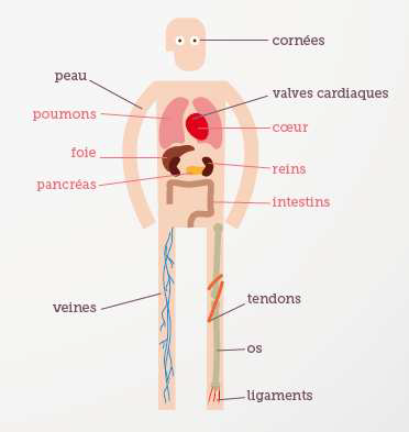 Organes et tissus pouvant être donnés